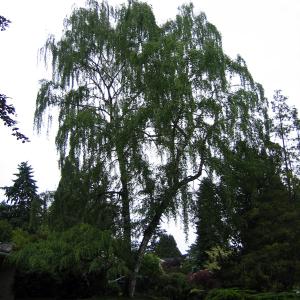 A birch well pruned.